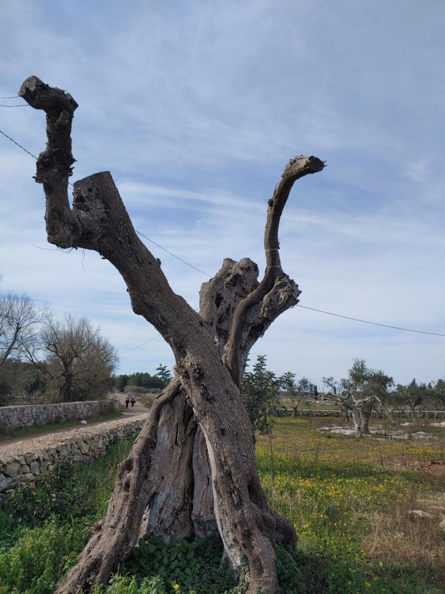 Apartmán La Nicchia-Trullo Corigliano dʼOtranto Exteriér fotografie